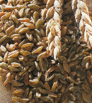 gruenk.jpg (33418 Byte)