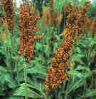 HIRSE.jpg (3866 Byte)