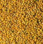 hirse1.jpg (4832 Byte)