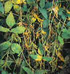 Soja.jpg (4779 Byte)